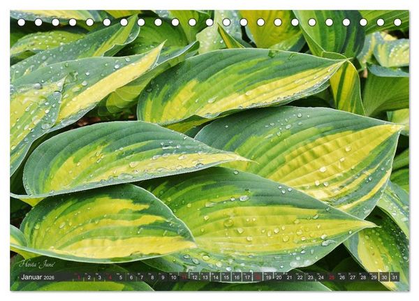 Produktbild: Hosta Staude mit Herz (Tischkalender 2026 DIN A5 quer), CALVENDO Monatskalender