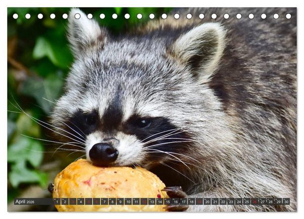 Produktbild: Besuch vom Waschb&auml;r (Tischkalender 2026 DIN A5 quer), CALVENDO Monatskalender