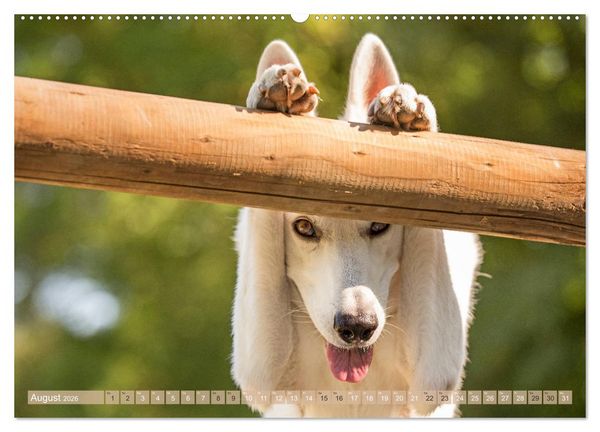 Produktbild: Sch&auml;ferhunde - Freunde auf 4 Pfoten (hochwertiger Premium Wandkalender 2026 DIN A2 quer), Kunstdruck in Hochglanz