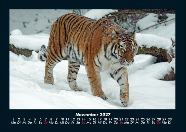 Produktbild: Tiger 2027 Fotokalender DIN A4