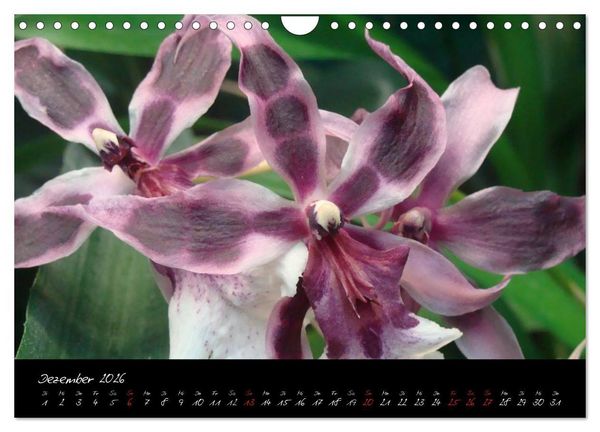 Produktbild: Farbenreiche Orchideen (Wandkalender 2026 DIN A4 quer), CALVENDO Monatskalender