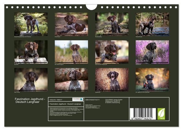 Produktbild: Faszination Jagdhund - Deutsch Langhaar (Wandkalender 2026 DIN A4 quer), CALVENDO Monatskalender