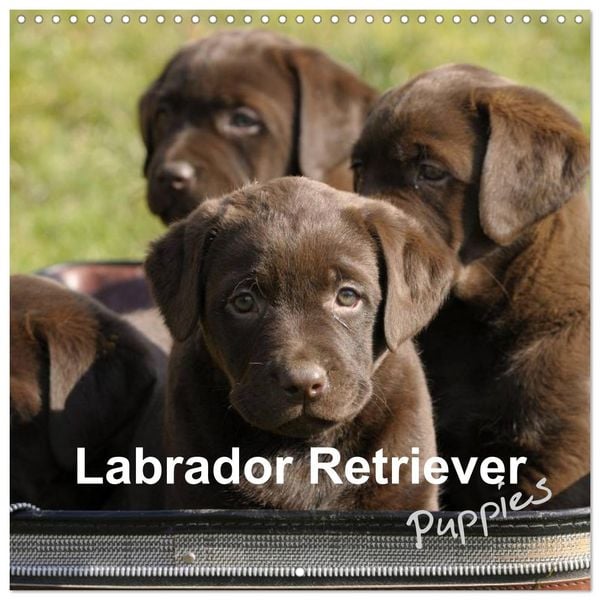 Produktbild: Labrador Retriever Puppies (Wall Calendar 2026 12 &times; 12 Inch) CALVENDO 12 Month Wall Calendar