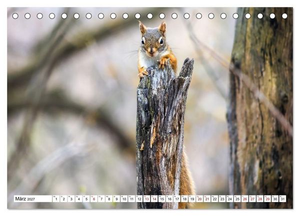 Produktbild: Eichh&ouml;rnchen - Kleine Tiere mit gro&szlig;em Charakter (Tischkalender 2027 DIN A5 quer), CALVENDO Monatskalender