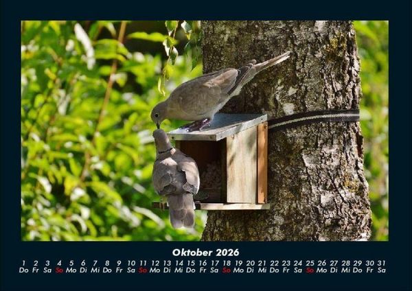 Produktbild: B&auml;ume 2026 Fotokalender DIN A4