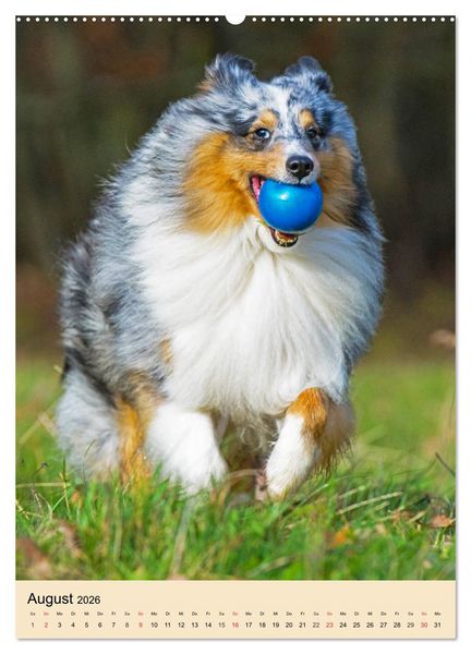 Produktbild: Sheltie - Wirbelwind auf 4 Pfoten (Wandkalender 2026 DIN A2 hoch), CALVENDO Monatskalender
