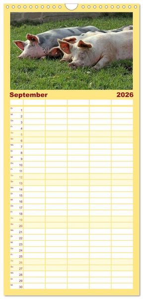 Produktbild: Familienplaner 2026 - Der Schweinekalender mit 5 Spalten (Wandkalender, 21 x 45 cm) CALVENDO