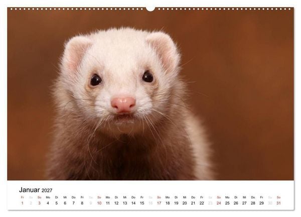 Produktbild: Frettchen - Ferrets (hochwertiger Premium Wandkalender 2027 DIN A2 quer), Kunstdruck in Hochglanz