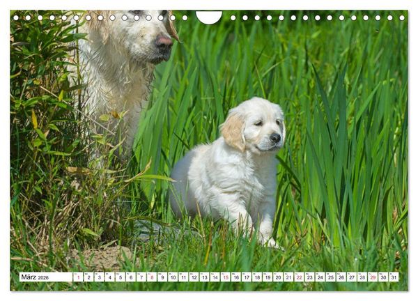 Produktbild: Goldige Herzensbrecher - Golden Retriever Welpen (Wandkalender 2026 DIN A4 quer), CALVENDO Monatskalender