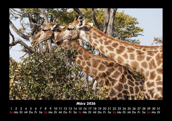 Produktbild: Giraffen 2026 Fotokalender DIN A3
