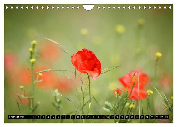 Produktbild: Mohnblumen (Wandkalender 2026 DIN A4 quer), CALVENDO Monatskalender