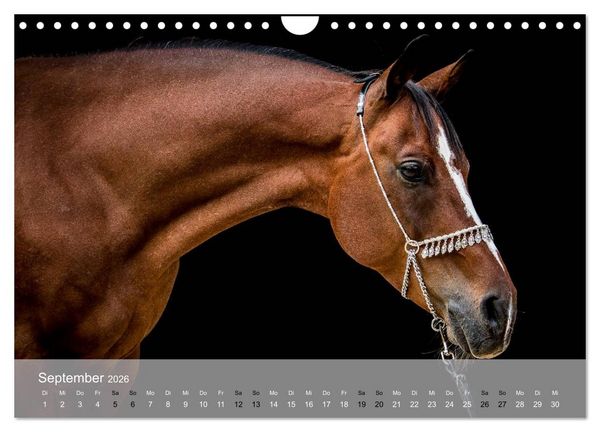 Produktbild: Pferde - Anmut und St&auml;rke gepaart mit Magie (Wandkalender 2026 DIN A4 quer), CALVENDO Monatskalender