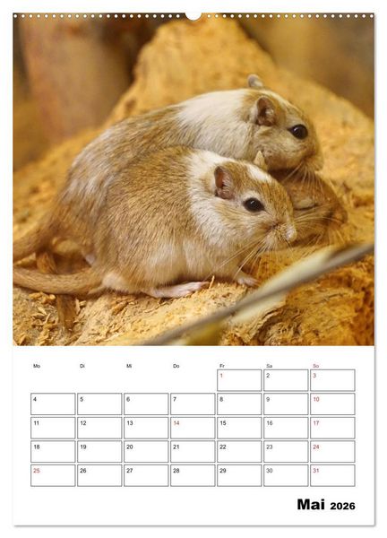 Produktbild: Lustige Rennm&auml;use (Wandkalender 2026 DIN A2 hoch), CALVENDO Monatskalender