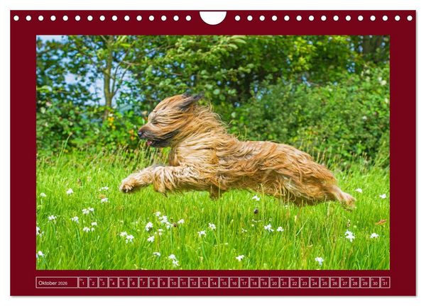 Produktbild: Herz auf vier Pfoten - Briard (Wandkalender 2026 DIN A4 quer), CALVENDO Monatskalender