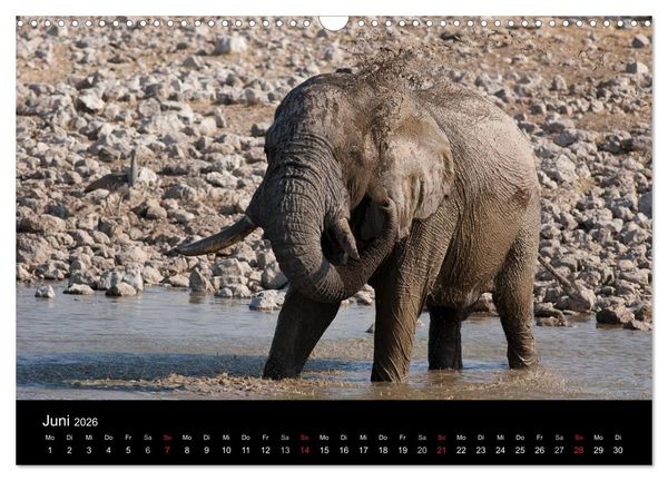 Produktbild: Wildlife Namibia (Wandkalender 2026 DIN A3 quer), CALVENDO Monatskalender