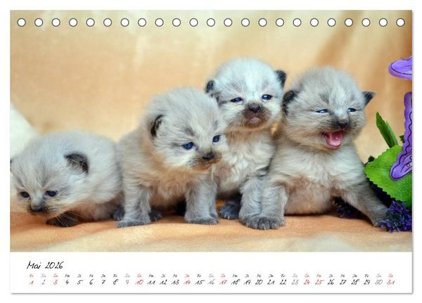 Produktbild: Katzenparade (Tischkalender 2026 DIN A5 quer), CALVENDO Monatskalender