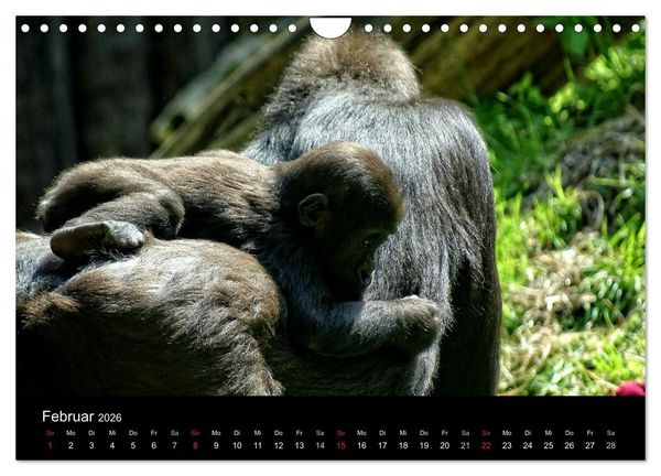 Produktbild: Gorillas - Die sanften Wilden (Wandkalender 2026 DIN A4 quer), CALVENDO Monatskalender
