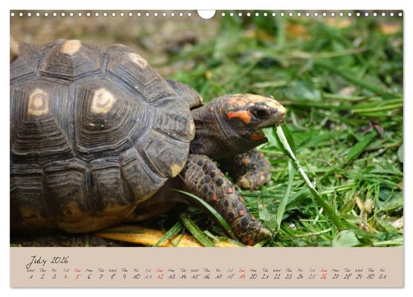 Produktbild: Turtles and Tortoise / UK-Version (Wall Calendar 2026 DIN A3 landscape), CALVENDO 12 Month Wall Calendar