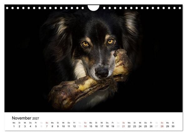 Produktbild: Australian Shepherd - Traum auf vier Pfoten (Wandkalender 2027 DIN A4 quer), CALVENDO Monatskalender