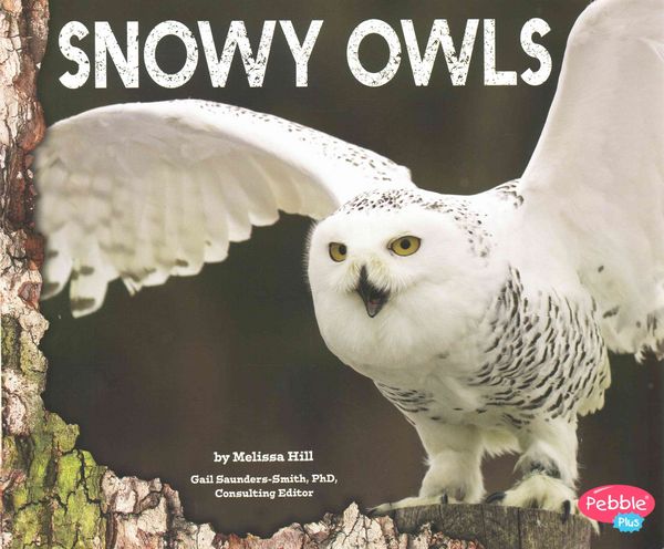 Produktbild: Snowy Owls