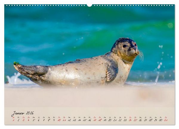 Produktbild: Brut- und Setzzeit. Neues Leben entsteht. (Wandkalender 2026 DIN A2 quer), CALVENDO Monatskalender
