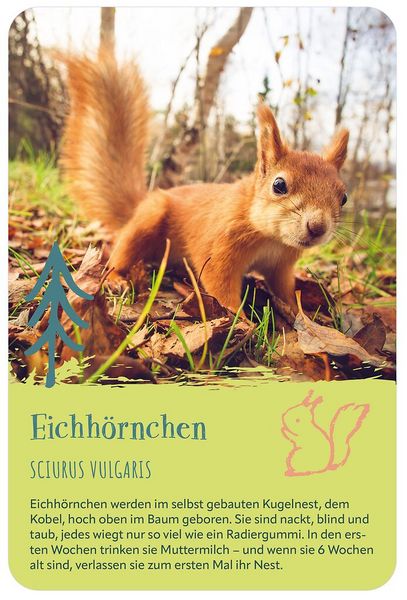 Produktbild: Die 100 s&uuml;&szlig;esten Tierbabys