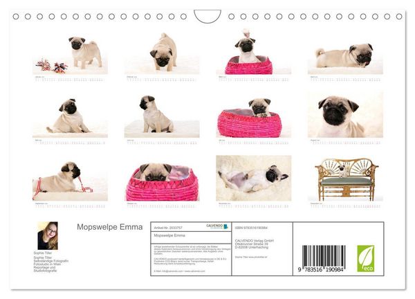 Produktbild: Mopswelpe Emma (Wandkalender 2026 DIN A4 quer), CALVENDO Monatskalender
