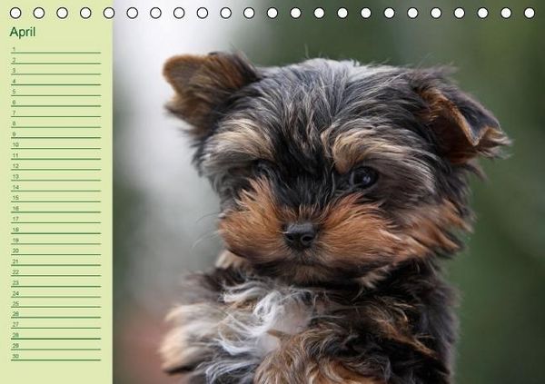 Produktbild: Puppies Birthday Calendar / UK-Version (Table Calendar perpetual DIN A5 Landscape)