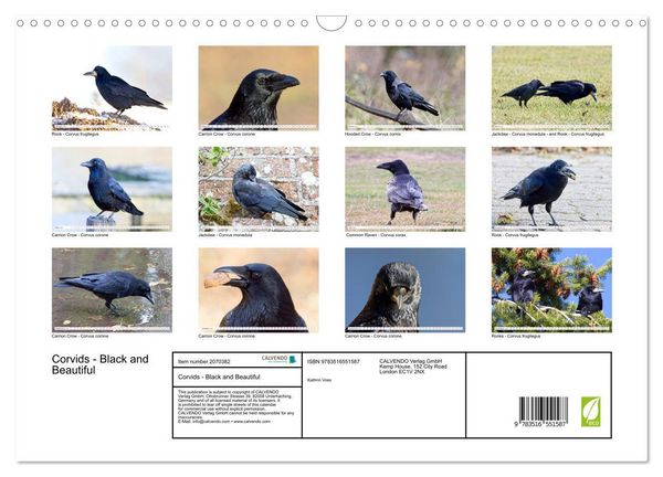 Produktbild: Corvids - Black and Beautiful (Wall Calendar 2026 DIN A3 landscape), CALVENDO 12 Month Wall Calendar