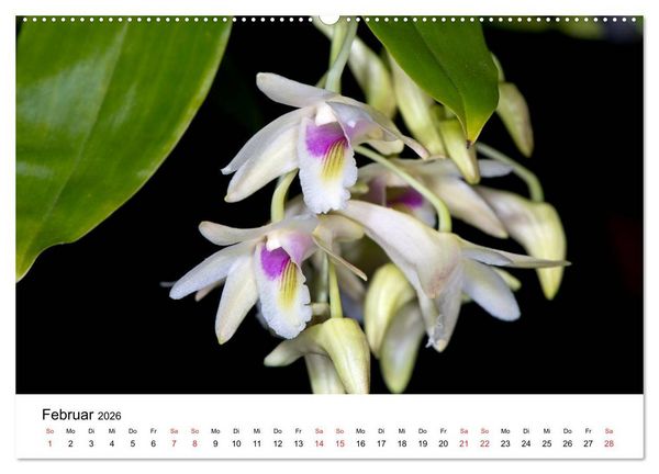 Produktbild: Vielfalt der Orchideen (Wandkalender 2026 DIN A2 quer), CALVENDO Monatskalender