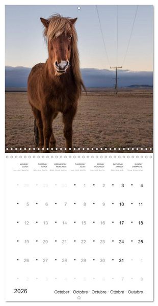 Produktbild: Icelandic Horses - wild and free (Wall Calendar 2026 12 &times; 12 Inch) CALVENDO 12 Month Wall Calendar