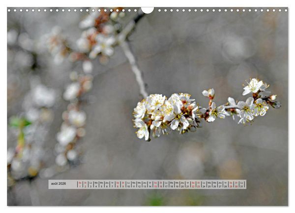 Produktbild: &Eacute;CLORE (Calendrier mural 2026 DIN A3 vertical), CALVENDO calendrier mensuel