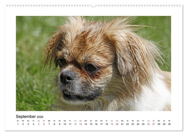 Produktbild: Tibet-Spaniel (Wandkalender 2026 DIN A2 quer), CALVENDO Monatskalender