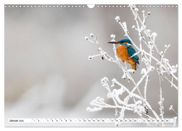 Produktbild: Faszination Eisvogel (Wandkalender 2026 DIN A3 quer), CALVENDO Monatskalender