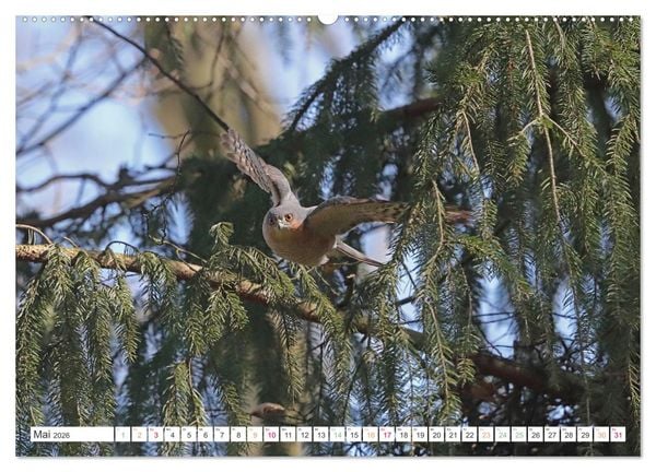 Produktbild: Sperber - Kleiner Vogel Greif (hochwertiger Premium Wandkalender 2026 DIN A2 quer), Kunstdruck in Hochglanz
