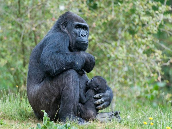 Produktbild: CALVENDO Puzzle Gorilla mit Baby | 1000 Teile Lege-Gr&ouml;&szlig;e 64x48cm Foto-Puzzle f&uuml;r gl&uuml;ckliche Stunden