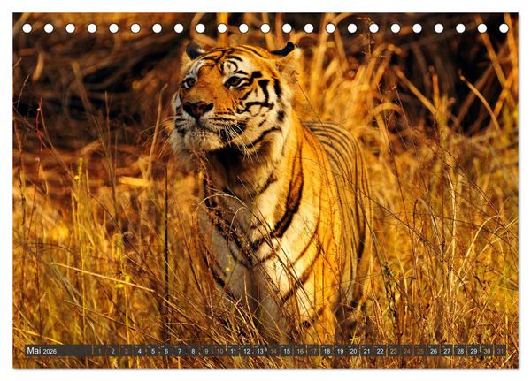 Produktbild: Tiere Indiens close up (Tischkalender 2026 DIN A5 quer), CALVENDO Monatskalender
