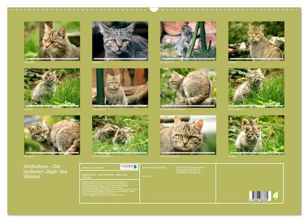 Produktbild: Wildkatzen - Die lautlosen J&auml;ger des Waldes (Wandkalender 2026 DIN A2 quer), CALVENDO Monatskalender
