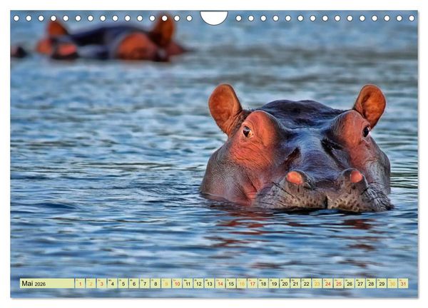 Produktbild: Flusspferde - gem&uuml;tlich gef&auml;hrlich (Wandkalender 2026 DIN A4 quer), CALVENDO Monatskalender