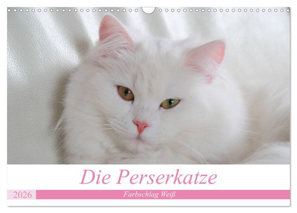 Produktbild: Die Perserkatze - Farbschlag Wei&szlig; (Wandkalender 2026 DIN A3 quer), CALVENDO Monatskalender