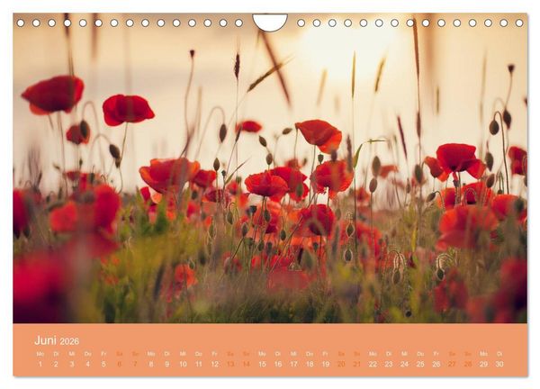 Produktbild: Zeitenwandel - Ein Jahr in der Natur (Wandkalender 2026 DIN A4 quer), CALVENDO Monatskalender