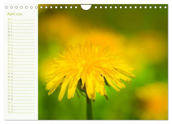 Produktbild: Wenn im Fr&uuml;hling die Natur wieder erwacht (Wandkalender 2026 DIN A4 quer), CALVENDO Monatskalender