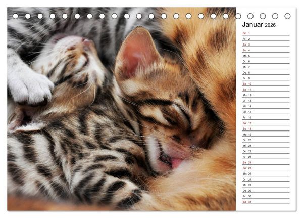 Produktbild: Bengal K&auml;tzchen - Der Geburtstagskalender (Tischkalender 2026 DIN A5 quer), CALVENDO Monatskalender