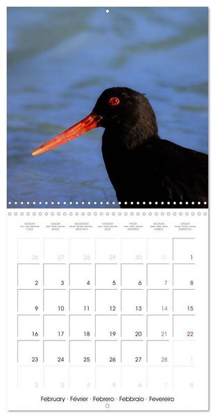 Produktbild: Rencontres animali&egrave;res (Calendrier mural carr&eacute; 2026 30x30 cm) Calendrier double avec une page pour vos prises de notes
