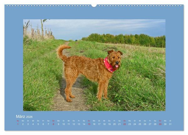 Produktbild: Kelly, der Irish Terrier - innen und au&szlig;en aus Gold (Wandkalender 2026 DIN A2 quer), CALVENDO Monatskalender