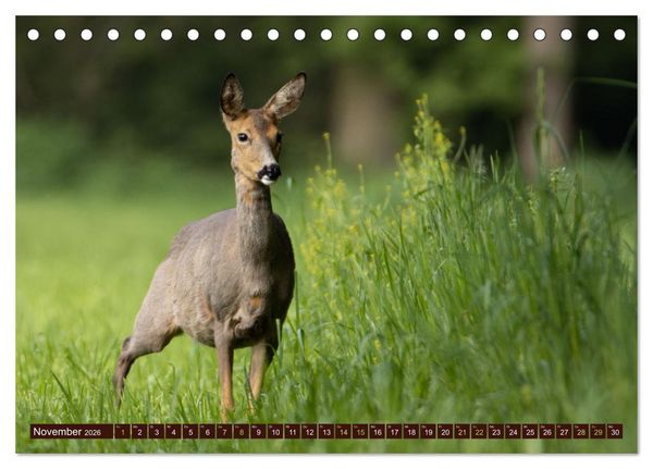 Produktbild: Zauberhafte Wesen - anmutiges Rehwild (Tischkalender 2026 DIN A5 quer), CALVENDO Monatskalender