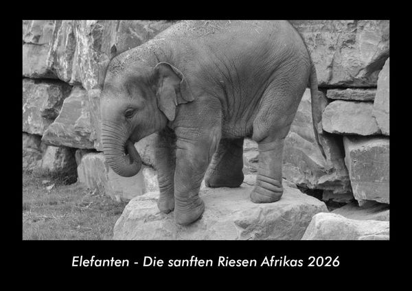 Produktbild: Elefanten - Die sanften Riesen Afrikas 2026 Fotokalender DIN A3
