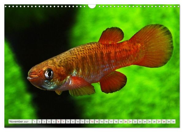 Produktbild: Outdoor-Aquaristik (Wandkalender 2027 DIN A3 quer), CALVENDO Monatskalender