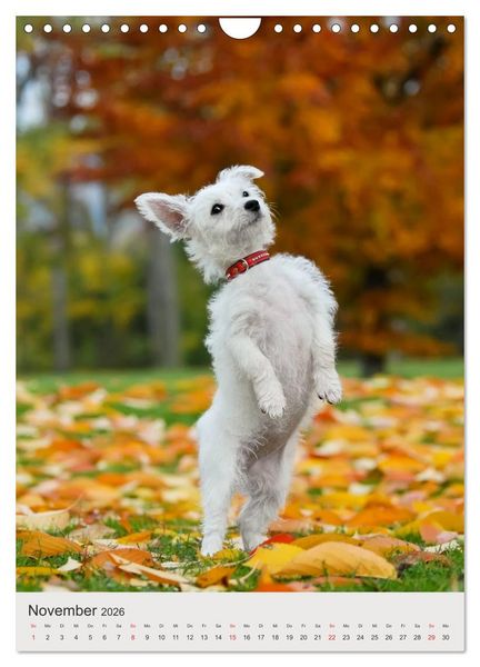 Produktbild: Hundewelpen (Wandkalender 2026 DIN A4 hoch), CALVENDO Monatskalender