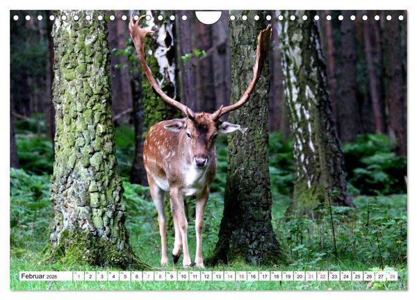Produktbild: Der Damhirsch - Der Schaufeltr&auml;ger des Waldes (Wandkalender 2026 DIN A4 quer), CALVENDO Monatskalender